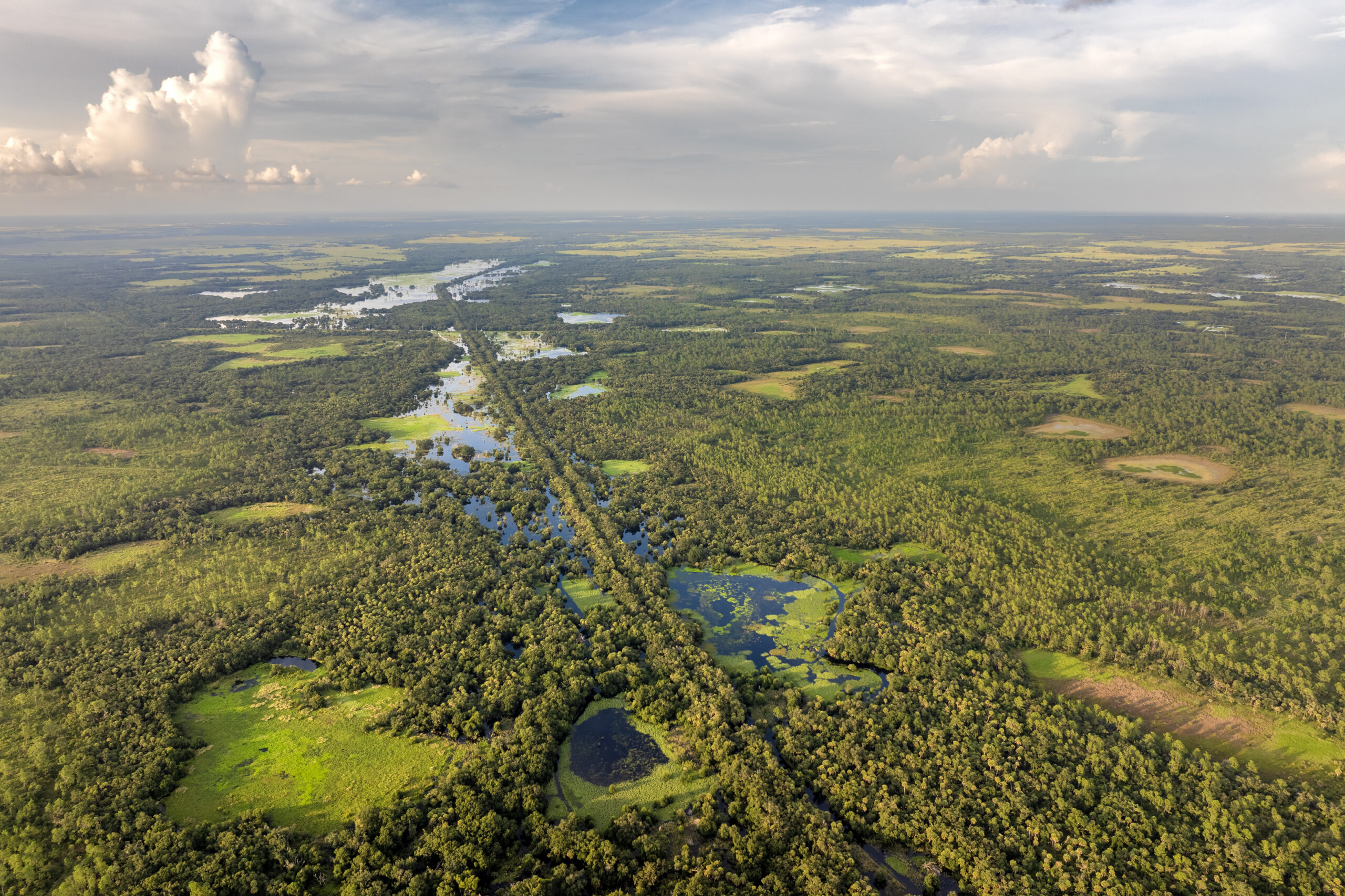 Florida wetlands with water between green wild vegetation.
